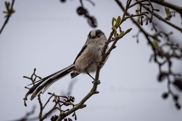 2021_04_14 Enkele plaatjes Hurnse Kil